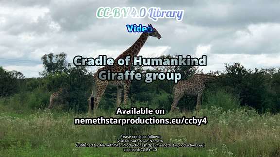 cradle-giraffe-group