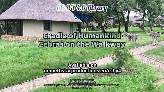 cradle-zebra-walkway